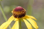 Shortleaf sneezeweed